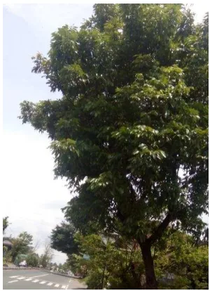 Gambar 20. Pohon klengkeng 