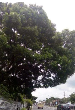 Gambar 21. Pohon kiara payung 