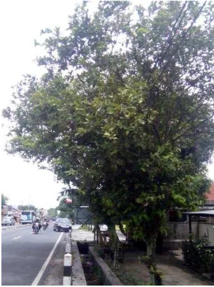 Gambar 24. Pohon jambu air 