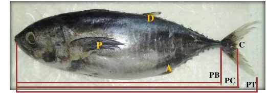 Gambar 2 Skema morfometrik ikan tuna segar utuh  