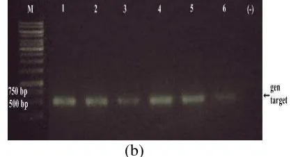 Gambar 5 Elektroforegram  hasil PCR ikan tuna dan olahan tuna dengan primer 