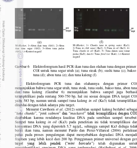 Gambar 6 Elektroforegram hasil PCR ikan tuna dan olahan tuna dengan primer 