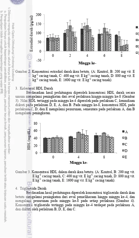 Gambar 2. Konsentrasi estradiol darah ikan betutu. (A: Kontrol, B: 200 mg vit. E -1-1