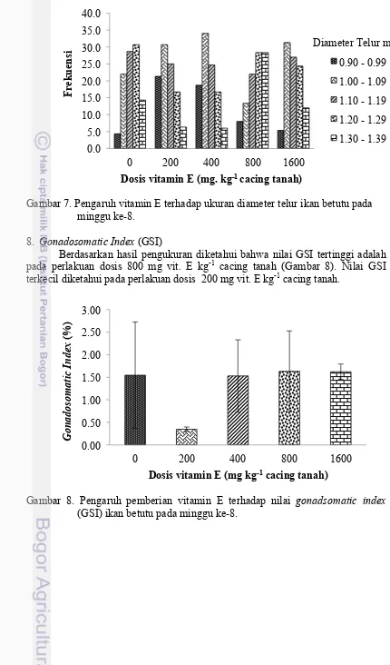 Gambar 7. Pengaruh vitamin E terhadap ukuran diameter telur ikan betutu pada 