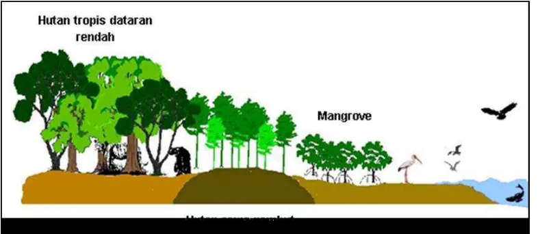 Gambar 7 Skema gradient habitat di kawasan Taman Nasional Sembilang 