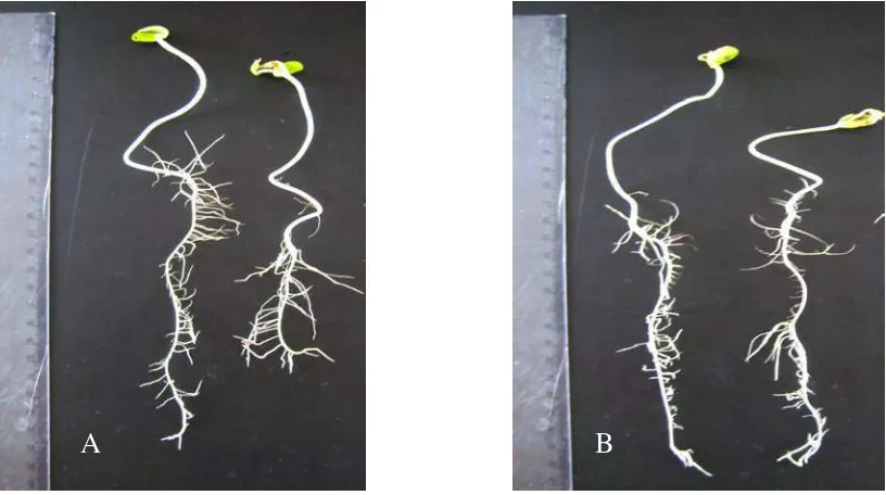 Gambar 1. Pertumbuhan kecambah kedelai yang berumur satu minggu pada tempat gelap  A) Kontrol   B) Kecambah yang  diinokulasi isolat Pseudomonas sp