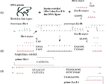 Gambar 2  Skema teknik AFLP (Mueller & Wolfenbarger 1999) Pemotongan DNA genom dengan enzim restriksi (1), ligasi adaptor  (2), dan amplifikasi selektif (3)