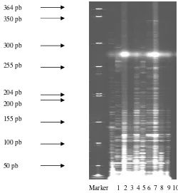 Gambar 5  Hasil amplifikasi DNA genom jarak pagar dengan sepasang primer. Aksesi Madiun (1), aksesi Dompu (2), aksesi Bengkulu (3), aksesi Lampung (4), aksesi Bangka (5), aksesi Ponorogo (6), aksesi Kediri (7), aksesi Jember (8), aksesi Subang (9), aksesi 