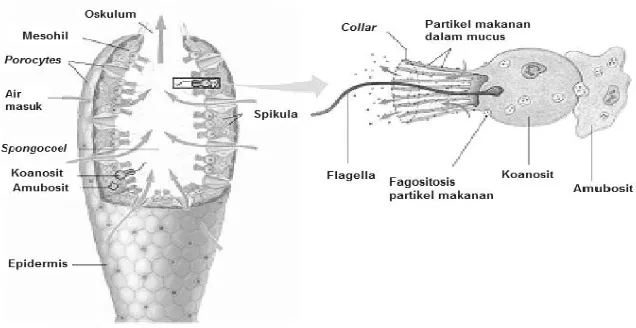 Gambar 2.1. Bagian organ sponge  Sumber : (Vacelet, 2008) 
