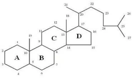Gambar 2.8 Struktur Dasar   Sumber : Robinson, 1995 Steroid   