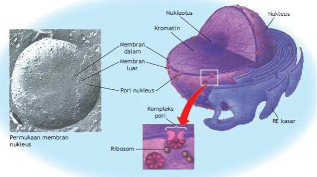 Gambar 1. Struktur Nukleus (Inti Sel) 
