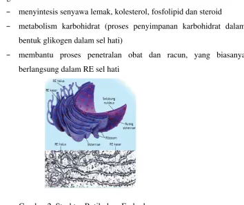 Gambar 2. Struktur Retikulum Endoplasma 