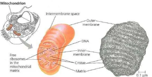 Gambar 5. Struktur Mitokondria 
