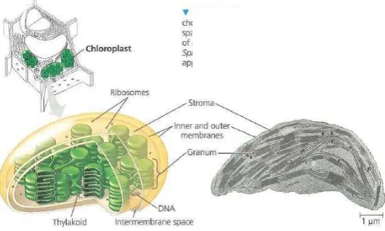 Gambar 6. Struktur Kloroplas 