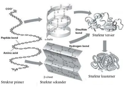 Gambar 2.2 Sturktur Primer, Sekunder, Tersier, dan Kuaterner Protein  (Ustunol, 2015)