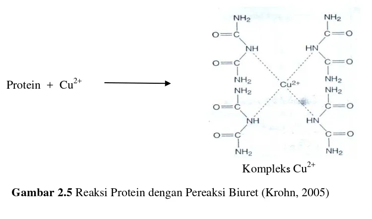 Gambar 2.5  Reaksi Protein dengan Pereaksi Biuret (Krohn, 2005) 