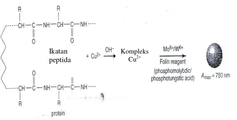 Gambar 2.6 Reaksi Protein dengan Pereaksi Lowry (Krohn, 2005) 
