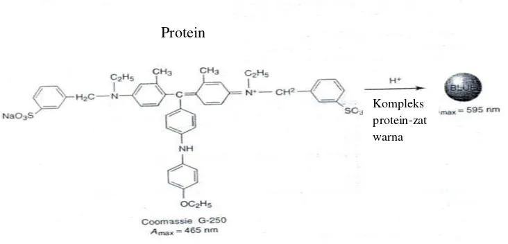 Gambar 2.7. Reaksi Protein dengan Pereaksi Bradford (Krohn, 2005) 