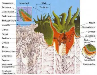 Gambar 2   Anatomi umum polip dan kerangka karang skleraktinia (Veron 1993). 