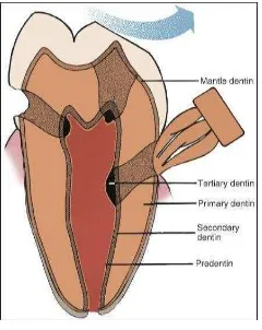 Gambar 2. Dentin 