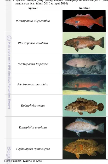 Tabel 1 Spesies Kerapu yang paling banyak tertangkap di Karimunjawa (data pendaratan ikan tahun 2010 sampai 2014) 
