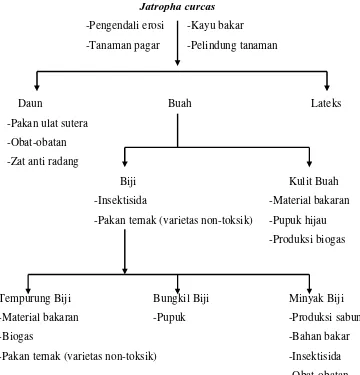 Gambar 3. Bagan Eksploitasi Tanaman Jarak Pagar (Guibitz et al., 1999)  