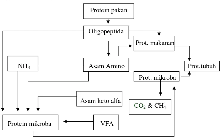 Gambar 6. Alur Degradasi Protein dalam Rumen (Surtardi, 1979) 