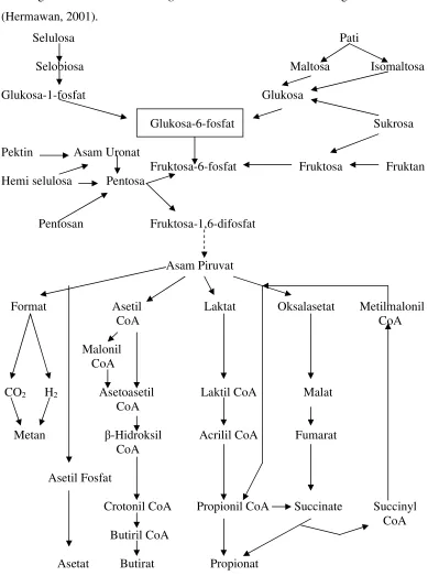 Gambar 7. Skema Fermentasi Karbohidrat (McDonal et al., 2002) 