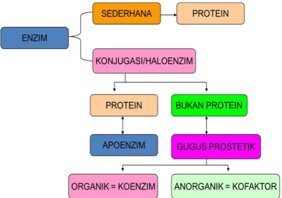 Gambar 4.1  Bagan Susunan Enzim