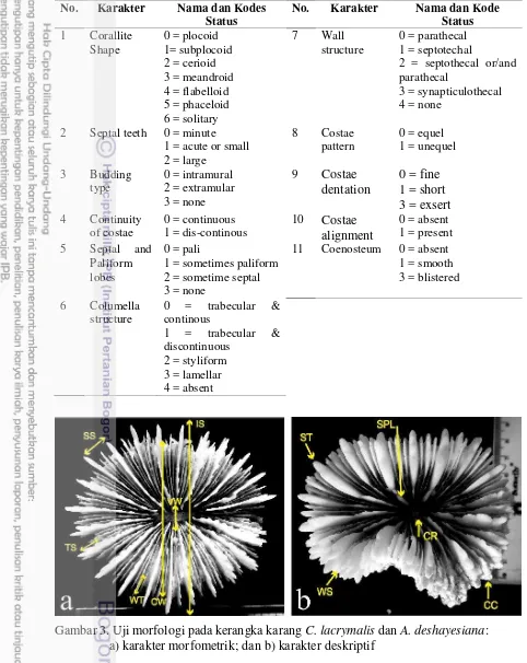 Gambar 3. Uji morfologi pada kerangka karang C. lacrymalis dan A. deshayesiana:  