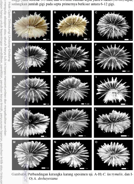 Gambar 4. Perbandingan kerangka karang spesimen uji. A-H) C. lacrymalis, dan I-