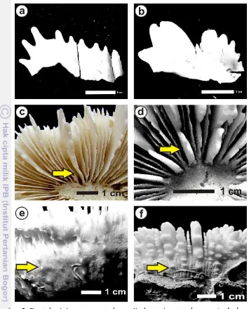 Gambar 5. Bentuk gigi septa, septa dan pali, dentasi costae karang A. deshayesiana 