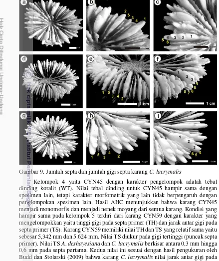 Gambar 9. Jumlah septa dan jumlah gigi septa karang C. lacrymalis Kelompok 4 yaitu CYN45 dengan karakter pengelompok adalah tebal dinding koralit (WT)