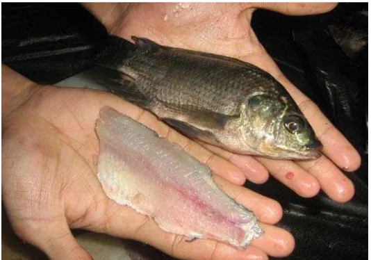 Gambar 1.  Ikan nila (Oreochromis sp.) 