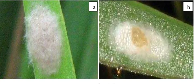 Gambar 2.2 Kelompok telur penggerek yang belum (a) dan sudah terparasit (b) 
