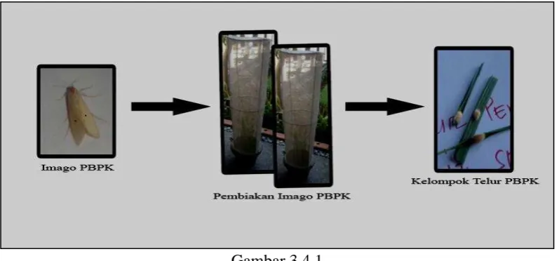 Gambar 3.4.1 Bagan Perbanyakan Serangga Inang 