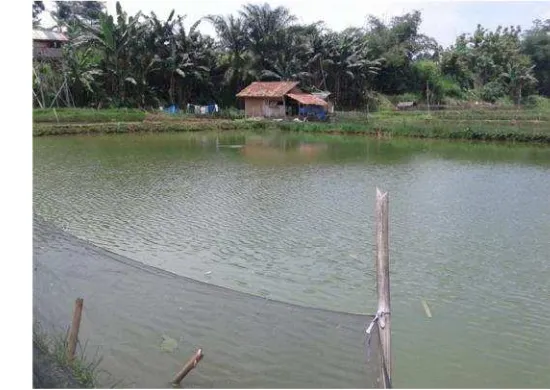 Gambar 2. Lokasi kolam gurami Bapak Ibrahim