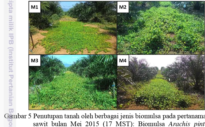 Gambar 5 Penutupan tanah oleh berbagai jenis biomulsa pada pertanaman kelapa 
