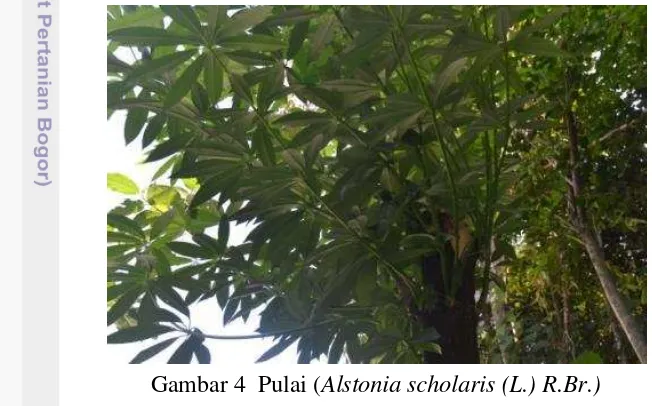 Gambar 4  Pulai (Alstonia scholaris (L.) R.Br.) 