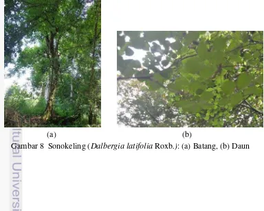Gambar 8  Sonokeling (Dalbergia latifolia Roxb.): (a) Batang, (b) Daun 