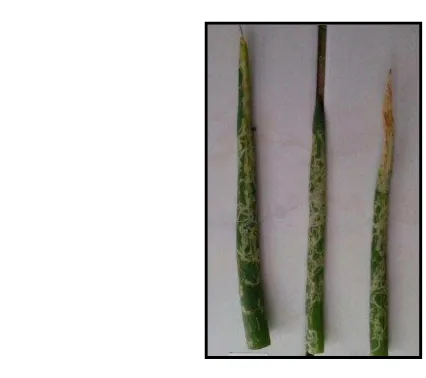 Gambar 2  Gejala kerusakan yang disebabkan oleh Liriomyza spp. 