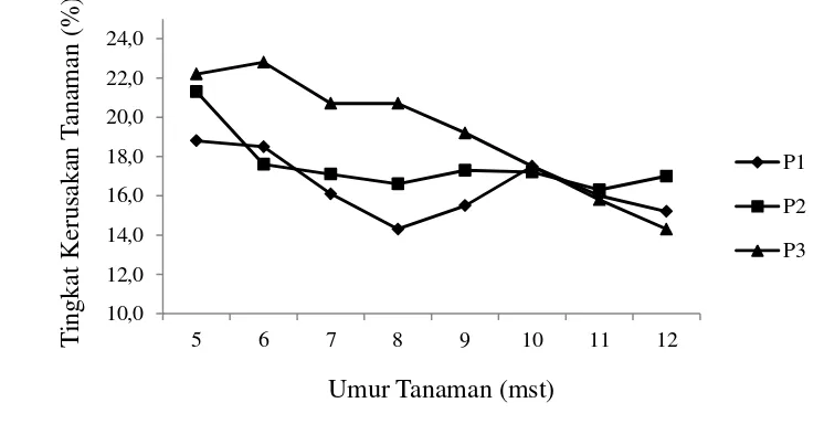 Gambar 3  Tingkat kerusakan akibat serangan  Liriomyza spp. pada petak bawang   daun monokultur  (P1), disemprot dengan ekstrak daun wortel (P2), dan tumpangsari dengan wortel (P3) 