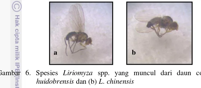Gambar 6. Spesies Liriomyza spp. yang muncul dari daun contoh (a) L. 
