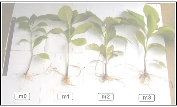 Gambar 7. Semai jati umur 4 bulan setelah penyetekan.        m0 = kontrol + media tidak steril, m1 = FMAjalur + media tidak steril, m2 = FMAcampur + media tidak steril, m3 = FMAjalur + media steril