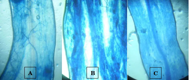 Gambar 8. Penampang akar semai. (A) struktur hifa, (B) vesikula dan        (C) akar tidak terinfeksi