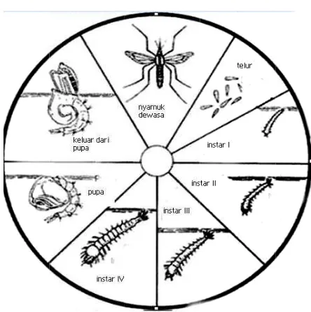 Gambar 1. Siklus hidupp nyamuk 
