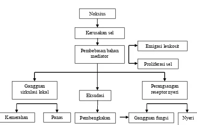 Gambar 1. Patogenesis dan Gejala Peradangan (Mutschler, 1986). 