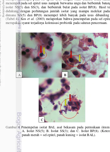 Gambar 4 Penempelan isolat BAL asal bekasam pada permukaan ileum tikus.          