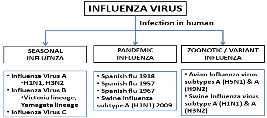 Figure 3. Influenza virus infection timeline 