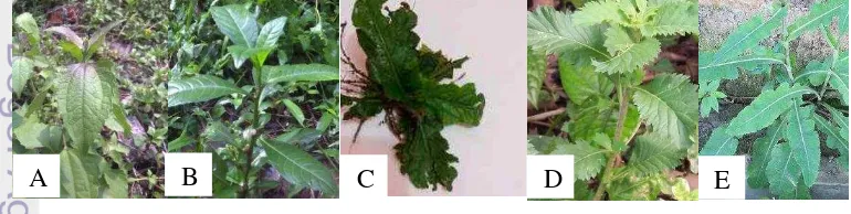 Gambar 2 Variasi habitus, (A) herba pada Crassocephalum crepidioides, dan (B) 